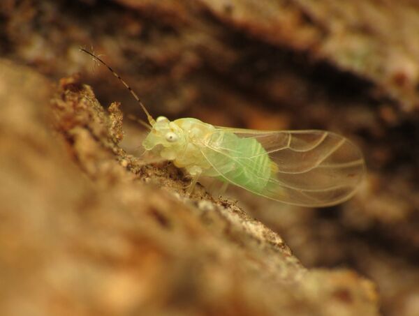 Sputnik недели: выборы, аэропорт, древняя тайна и новый вредитель - Sputnik Абхазия