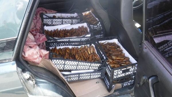 12 пластиковых ящиков, внутри которых находилась контрабандная партия копченой рыбы на границе с Абхазией - Sputnik Абхазия