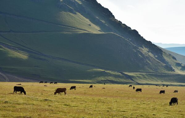 Пастбище коров в окрестностях горы Эльбрус в Кабардино-Балкарии - Sputnik Абхазия