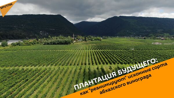 Плантация будущего: как реанимируют исконные сорта абхазского винограда - Sputnik Абхазия