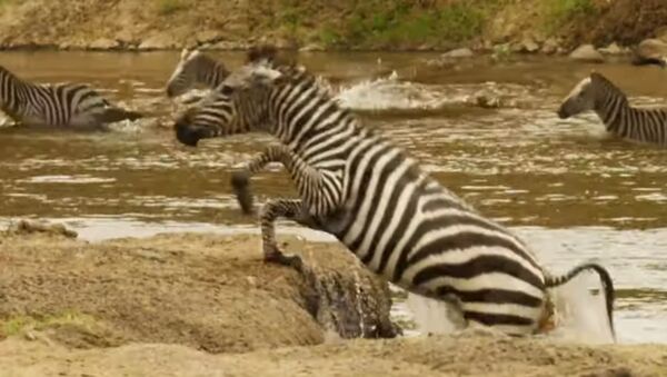 Shani the Zebra vs Crocodile - Sputnik Абхазия