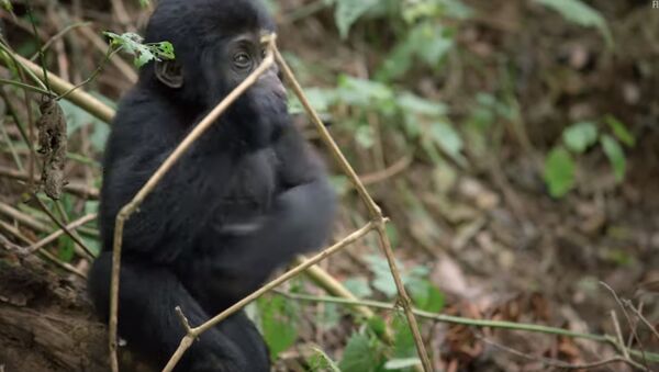Baby Learning How to Gorilla | First Year on Earth | BBC Earth - Sputnik Абхазия