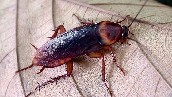 Американский таракан (Periplaneta americana) - Sputnik Абхазия