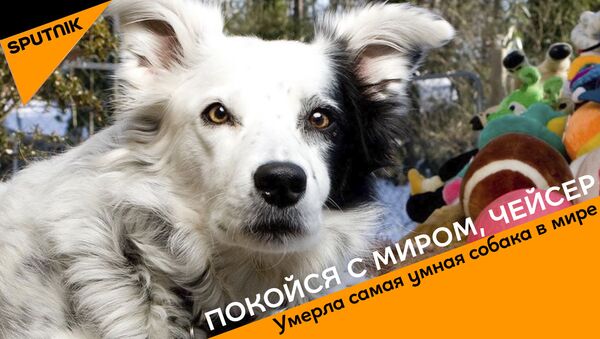 Умерла самая умная собака в мире - Sputnik Абхазия