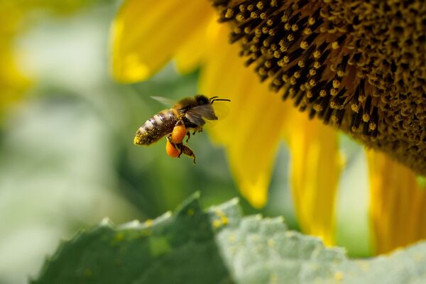 Пчела на цветке подсолнечника в Краснодарском крае - Sputnik Абхазия