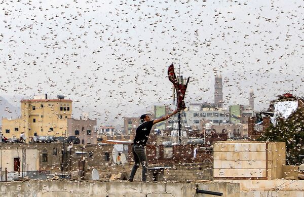 Мужчина пытается поймать саранчу, пролетающую над столицей Йомена Саной - Sputnik Абхазия
