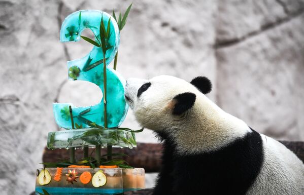 Панда Жуи во время празднования Дня рождения в Московском зоопарке - Sputnik Абхазия