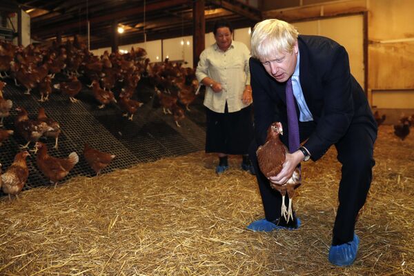Британский премьер-министр Борис Джонсон с курицей в руках во время визита на уэльскую ферму в рамках своей предстоящей кампании по реновации сектора сельского хозяйства после Brexit  - Sputnik Абхазия