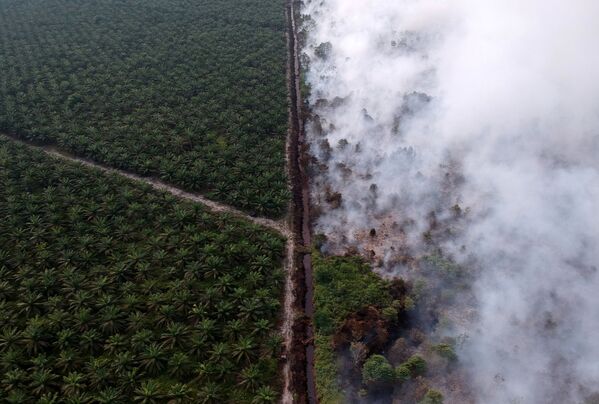 Вид с воздуха на лесной пожар рядом с плантацией масличной пальмы, Индонезия - Sputnik Абхазия