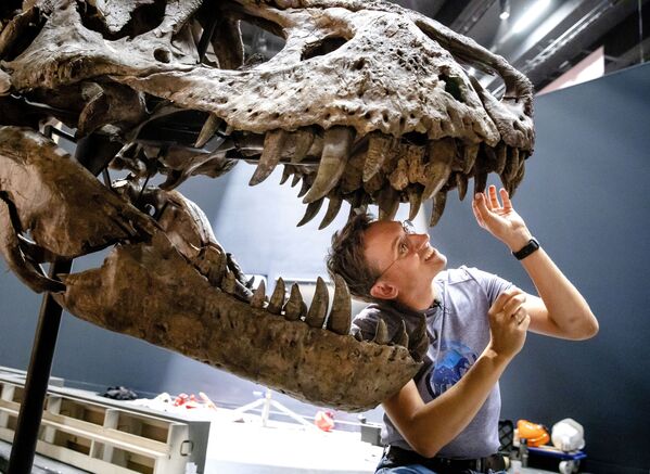 Палеонтолог Anne Schulp во время реконструкции скелета Тираннозавра Рекса в музее Натуралис голландского города Лейден - Sputnik Абхазия