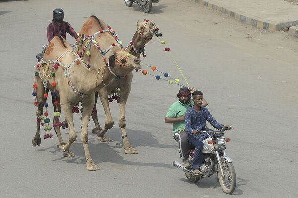 Покупка верблюдов в честь праздника жертвоприношения Курбан-байрам в Пакистане  - Sputnik Абхазия