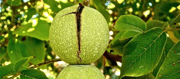 Грецкий орех  - Sputnik Аҧсны