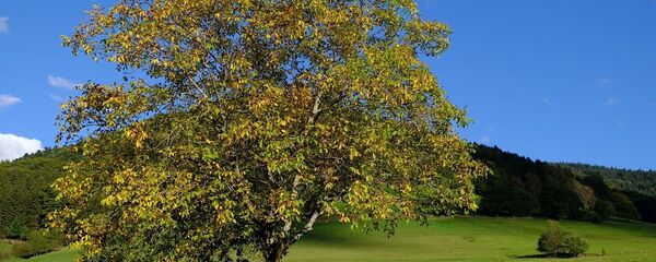 Араҵла Араҵла - Sputnik Аҧсны