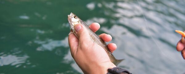 Рыбалка на озере Рица Рыбалка на озере Рица - Sputnik Абхазия