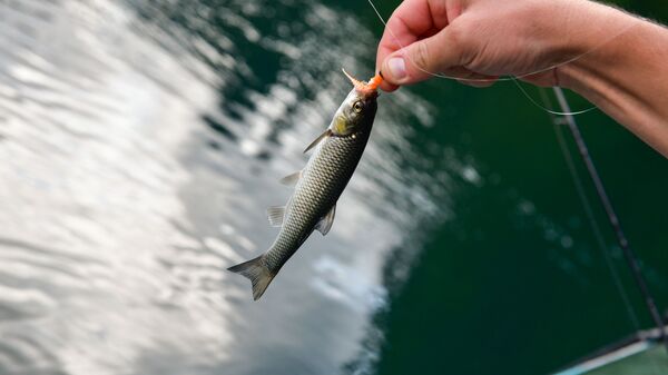 Рыбалка на озере Рица - Sputnik Аҧсны