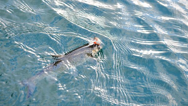 Спортивная рыбалка на озере Рица - Sputnik Абхазия