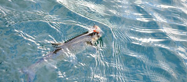 Спортивная рыбалка на озере Рица Спортивная рыбалка на озере Рица - Sputnik Абхазия