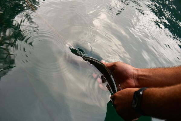 Спортивная рыбалка на озере Рица - Sputnik Абхазия