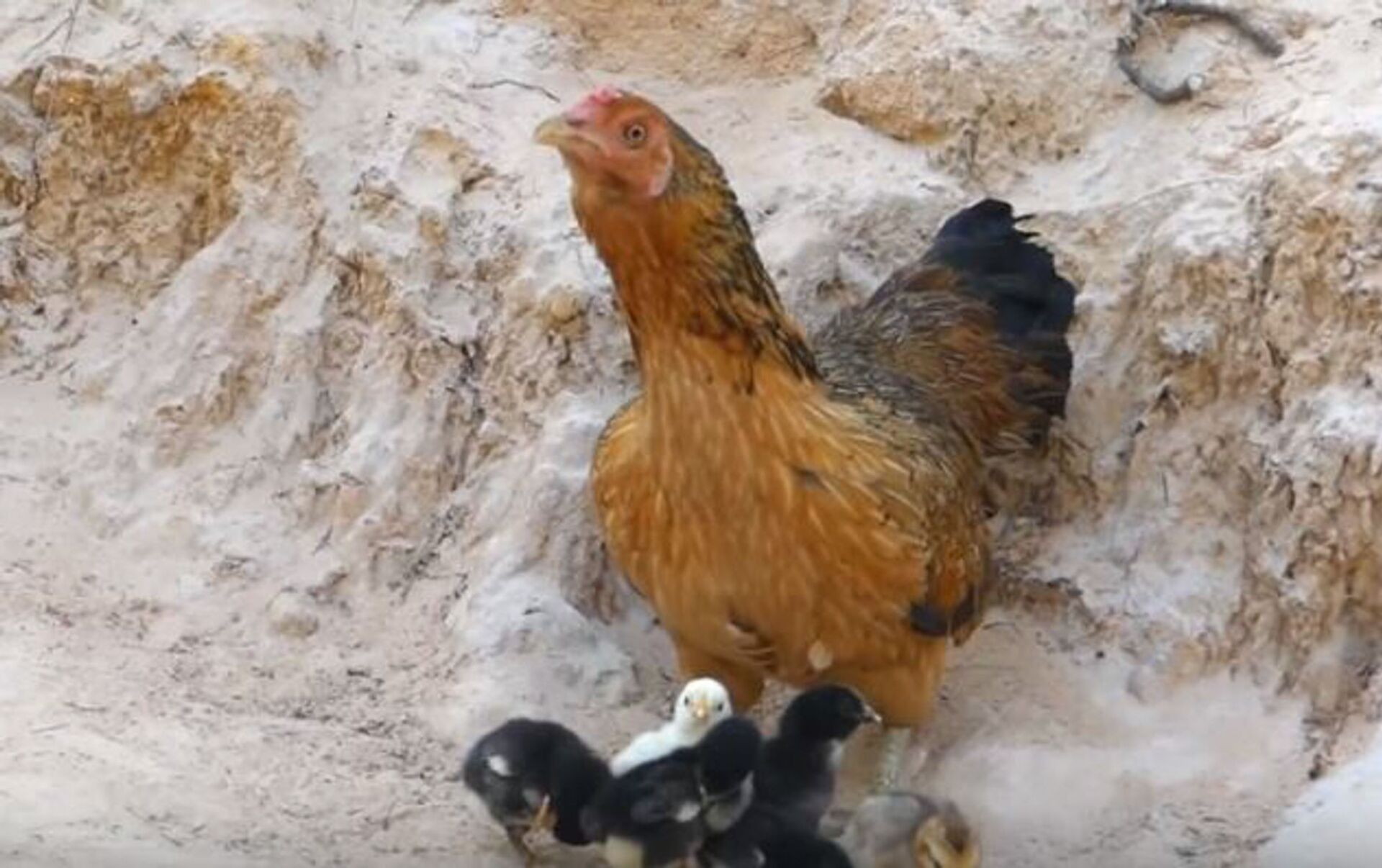 Курица защищает цыплят от орла. Курица защищает своих птенцов от орла. Орел и куры