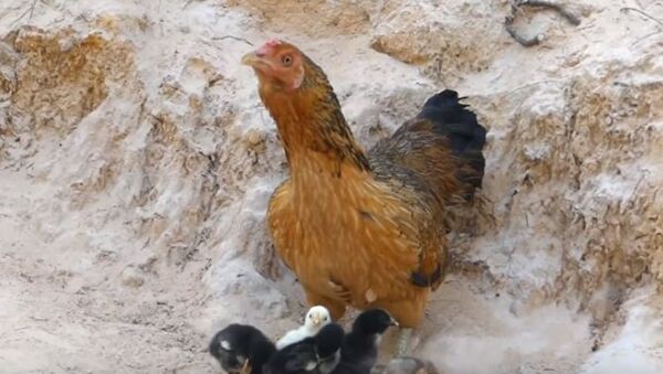 Курица защищает своих цыплят от орла - Sputnik Абхазия