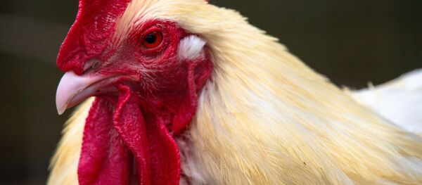 Арбаӷь шкәакәа Арбаӷь шкәакәа - Sputnik Аҧсны