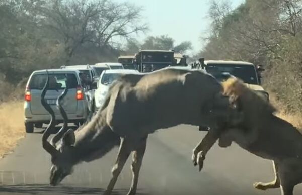 Нападение льва на антилопу Нападение льва на антилопу - Sputnik Абхазия