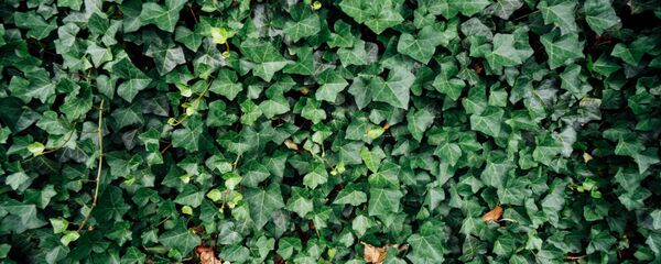 Плющ Плющ - Sputnik Аҧсны