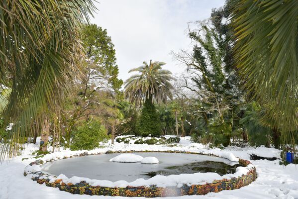 Растения в ботаническом саду после снегопада в Абхазии - Sputnik Аҧсны
