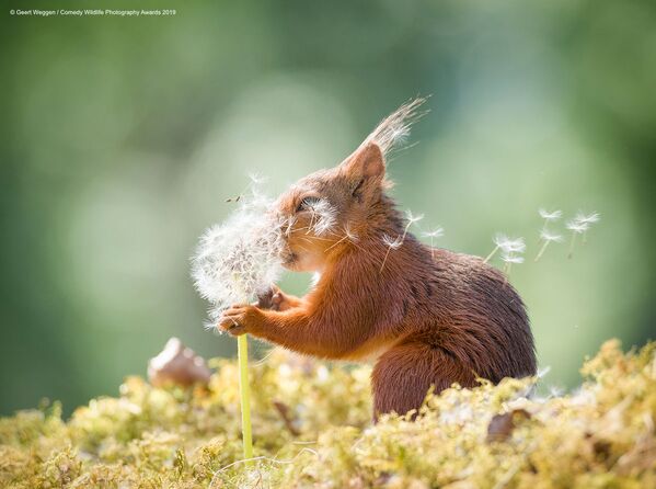 Снимок Squirrel wishes шведского фотографа Geert Weggen, вошедший в список финалистов конкурса Comedy Wildlife Photography Awards 2019 - Sputnik Абхазия