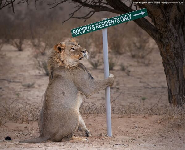 Снимок Lion take away южноафриканского фотографа Willem Kruger, вошедший в список финалистов конкурса Comedy Wildlife Photography Awards 2019 - Sputnik Абхазия