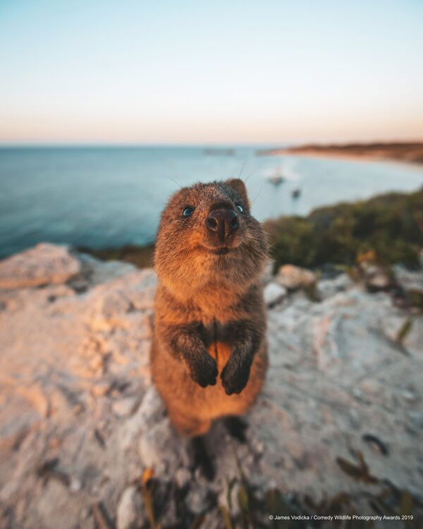 Снимок Excuse Me! австралийского фотографа James Vodicka, вошедший в список финалистов конкурса Comedy Wildlife Photography Awards 2019 - Sputnik Абхазия