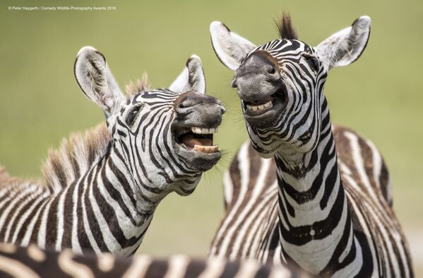 Снимок Laughing Zebra британского фотографа Peter Haygarth, вошедший в список финалистов конкурса Comedy Wildlife Photography Awards 2019 - Sputnik Абхазия