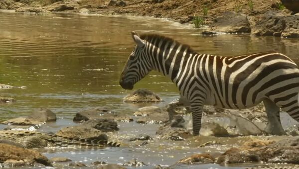 Shani the Zebra's incredible escape from ferocious crocodiles - BBC - Sputnik Абхазия
