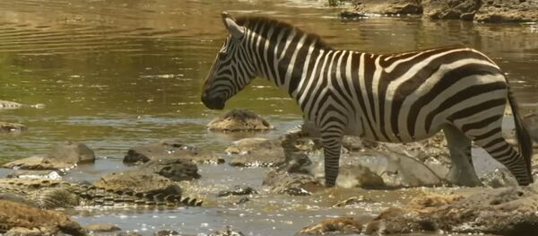Shani the Zebra's incredible escape from ferocious crocodiles - BBC Shani the Zebra's incredible escape from ferocious crocodiles - BBC - Sputnik Абхазия