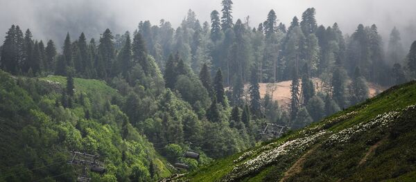 Роза пик курорта Роза-Хутор Роза пик курорта Роза-Хутор - Sputnik Абхазия