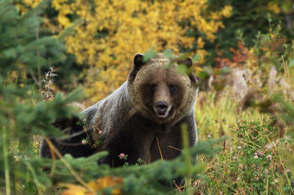 Медведь гризли на природе Британской Колумбии  - Sputnik Абхазия