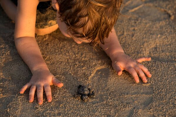 Детеныш морской черепахи в израильском Центре спасения морских черепах в Тель-Авиве - Sputnik Абхазия