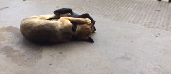 Собачка с кошкой Собачка с кошкой - Sputnik Абхазия