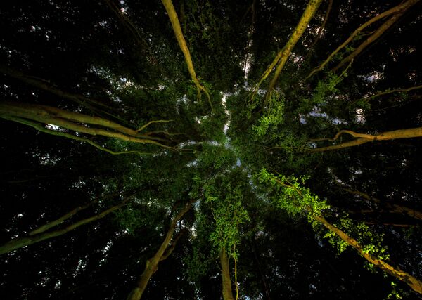 Снимок Lungs of the Earth фотографа Ian Wade, ставший финалистом конкурса The Environmental Photographer of the Year 2019 - Sputnik Абхазия