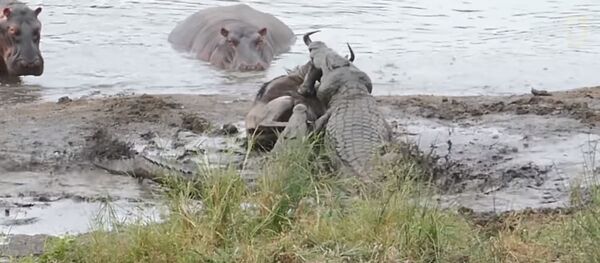Hippopotames contre crocodiles Hippopotames contre crocodiles - Sputnik Абхазия