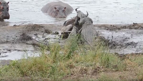 Hippopotames contre crocodiles - Sputnik Абхазия