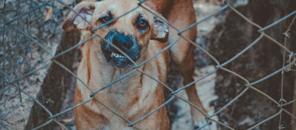 Злая собака - Sputnik Абхазия