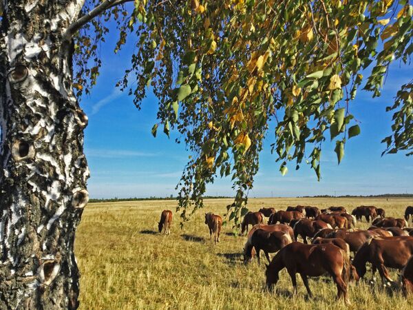 Лошади экспериментальной фермы пасутся в Полесском государственном радиационно-экологическом заповеднике - Sputnik Абхазия