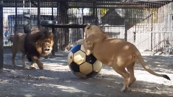 Львы барнаульского зоопарка играют в футбол - Sputnik Абхазия