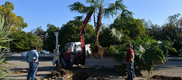 Посадка пальм в городе  - Sputnik Абхазия