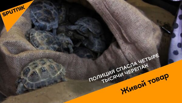 Полиция спасла четыре тысячи черепах - Sputnik Абхазия