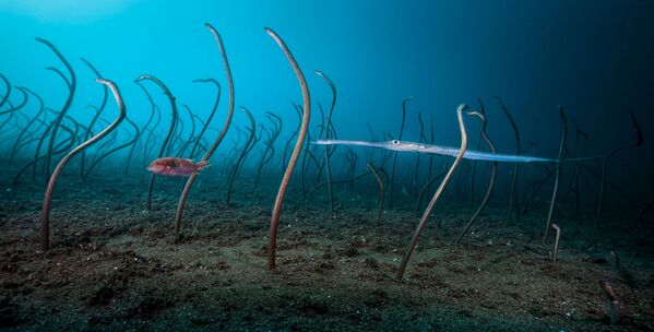 Снимок The garden of eels американского фотографа David Doubilet, победивший в категории Under Water фотоконкурса 2019 Wildlife Photographer of the Year - Sputnik Абхазия