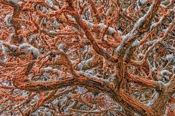 Снимок Tapestry of life сербско-американского фотографа Zorica Kovacevic, победивший в категории Plants and Fungi фотоконкурса 2019 Wildlife Photographer of the Year - Sputnik Абхазия
