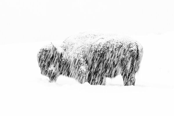 Снимок Snow exposure американского фотографа Max Waugh, победивший в категории Black and White фотоконкурса 2019 Wildlife Photographer of the Year - Sputnik Абхазия