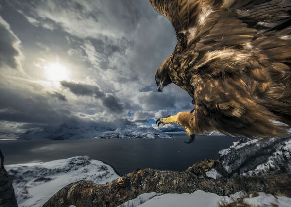 Снимок Land of the eagle норвежского фотографа Audun Rikardsen, победивший в категории Behaviour: Birds фотоконкурса 2019 Wildlife Photographer of the Year - Sputnik Абхазия